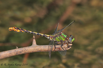 Ophiogomphus incurvatus, male